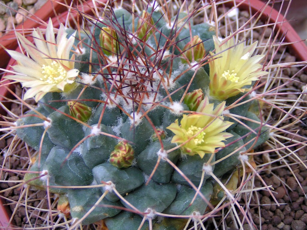 Mammillaria winterae